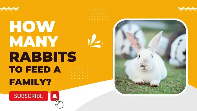 'Video thumbnail for How Many Rabbits to Feed a Family?'