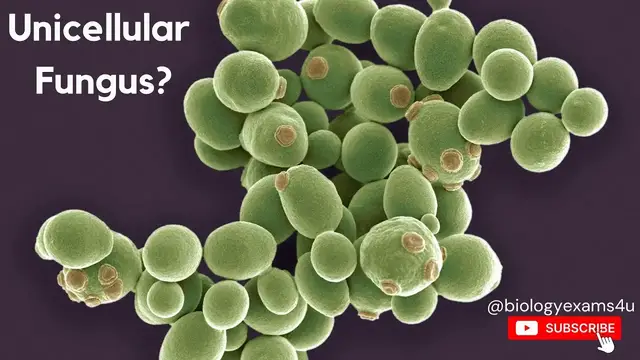 'Video thumbnail for Unicellular Fungus? @biologyexams4u'
