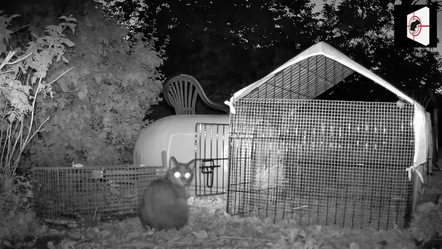 Video thumbnail for CHAT VS RAT bravo le chat!!!