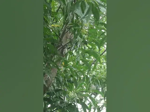 Video thumbnail for Female & Male Sparrow bird  #birdslover  #avianlife #babybird #birdsounds #animal #avian  #nature