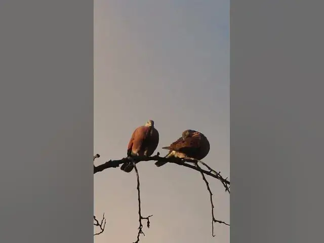 Video thumbnail for Male Wild Dove Bird EP 023  #birdnest #bird #birds #bestbird #birdofwast #birdnest