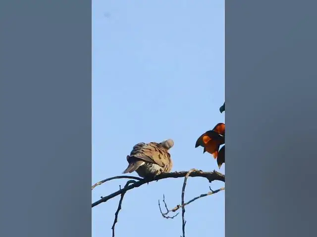 Video thumbnail for The Wild Dove #birds #avianaffection #babyanimal #avian #rain #babybird #avianlife #nature #avian
