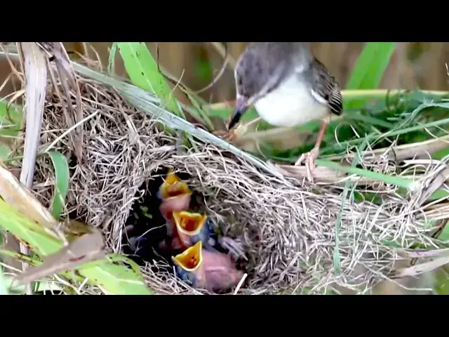 Video thumbnail for baby birds on nest / Nesting Wild Birds: Watch Grown Babies Feed @viralbirdNest