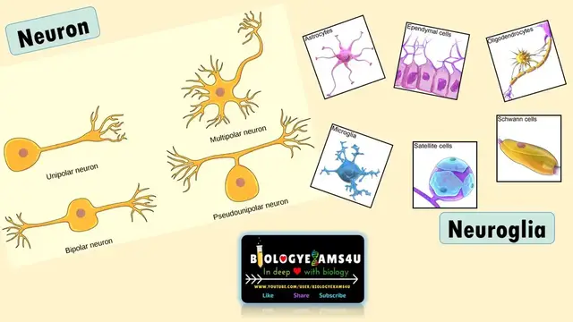 Video thumbnail for Difference between Neurons and Neuroglia