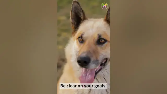 'Video thumbnail for A Message from Dog'