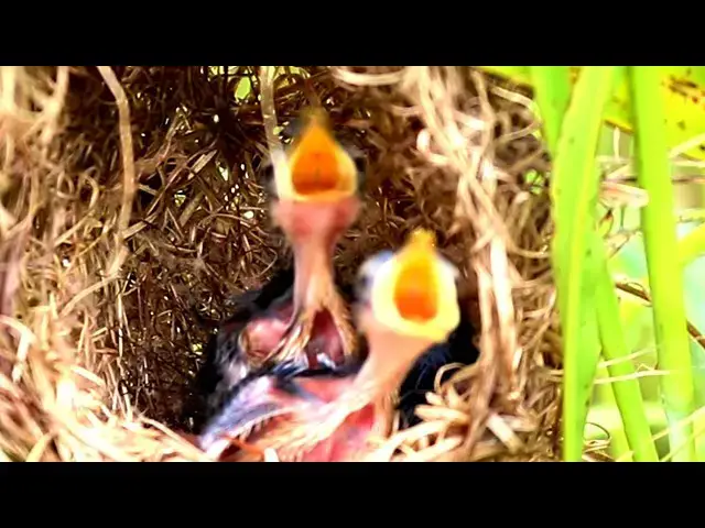 Video thumbnail for From Nest to Table: Rice Sparrow's Feeding Routine