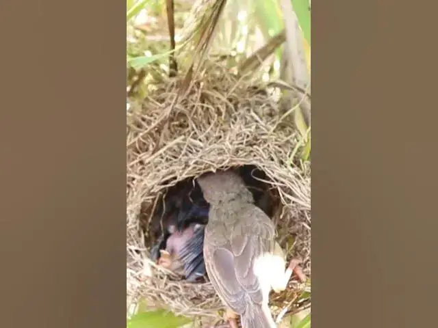 Video thumbnail for Wild babies Eat Food on Nest EP039 #bird #birds #birdnest #birdwatching #shortvideo #bikelover #catc