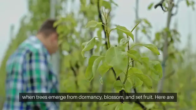 Video thumbnail for Caring for Fruit Trees in Spring