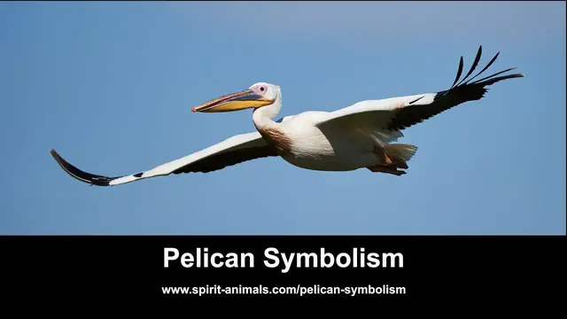 Video thumbnail for Pelican Symbolism