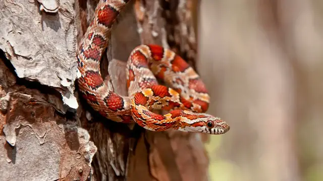 Video thumbnail for Snake Symbolism