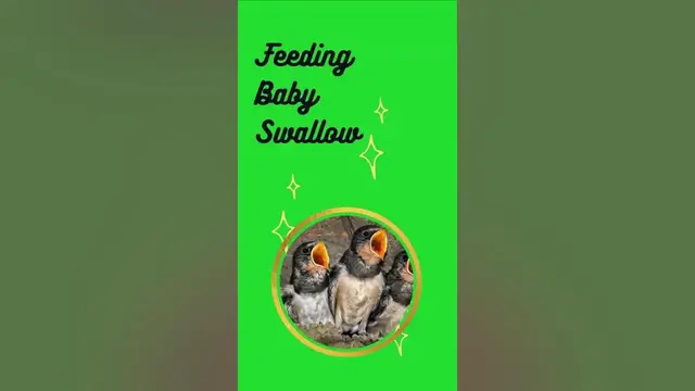 'Video thumbnail for Feeding Baby Swallow - Baby Swallow Found in our Garden 🏡'
