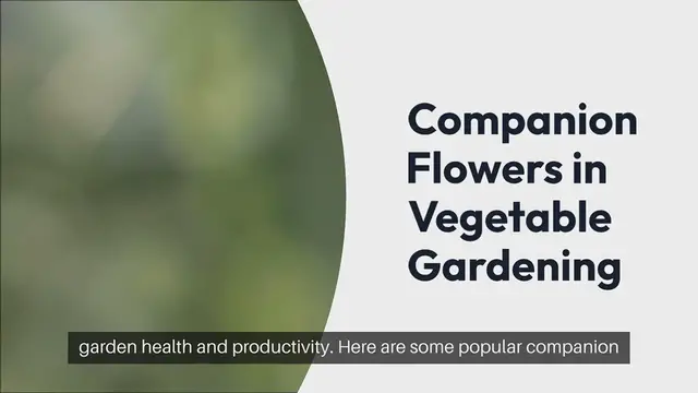 Video thumbnail for Companion Flowers in Vegetable Gardening