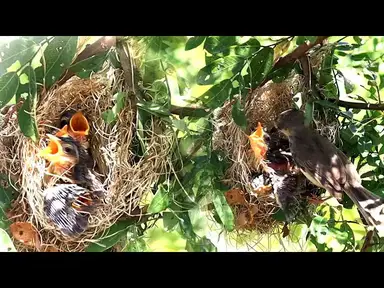 'Video thumbnail for Other babie bird to trying fly from nest'