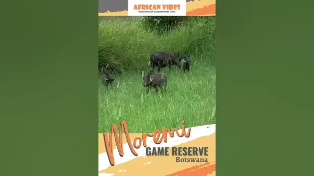 Video thumbnail for 😍Moremi Game Reserve - African Safaris😍  #shorts #travel #journey #safaris #tour #shortsfeed