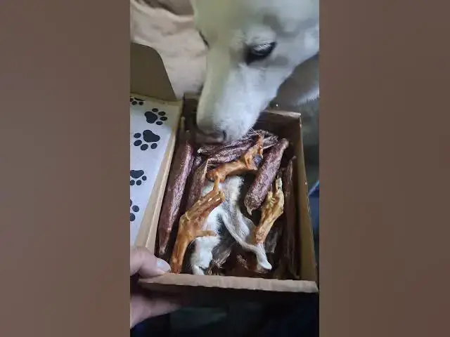 Video thumbnail for Ghost loves a good treat... especially sausages, but also a chicken leg