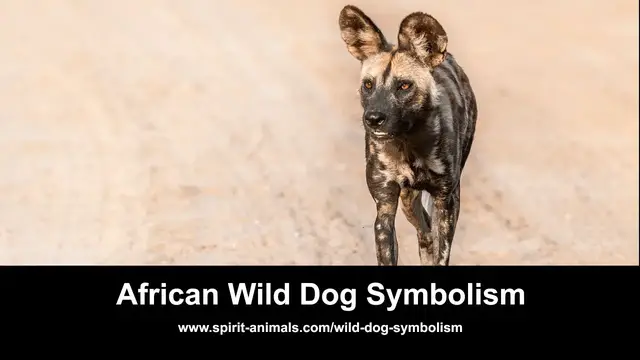 Video thumbnail for African Wild Dog Symbolism