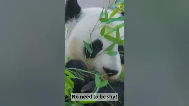 Video thumbnail for A Message from Panda