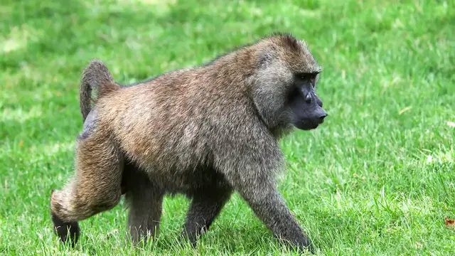 Video thumbnail for Baboon Symbolism