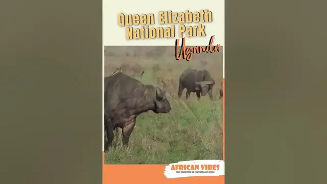 Video thumbnail for Love Traveling? Check this video: Queen Elizabeth National Park Uganda #shorts #travel #tour #goals