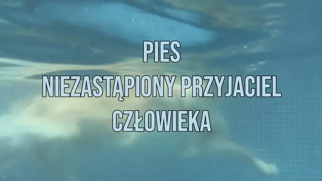 'Video thumbnail for Pies – Niezastąpiony Przyjaciel Człowieka'
