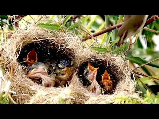'Video thumbnail for Mother's Sparrow Feeding food it to baby's bird'