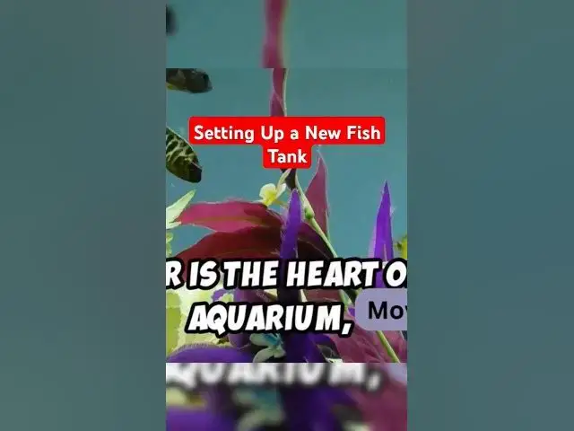 'Video thumbnail for Setting Up a New Fish Tank'