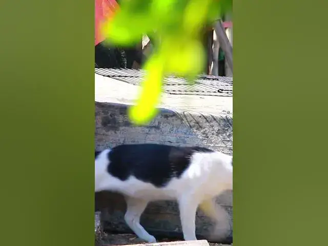 Video thumbnail for Black & White Cat #cat #shortcat #catchcatch #bitcat  #animals #cute #catlover  #cutecat