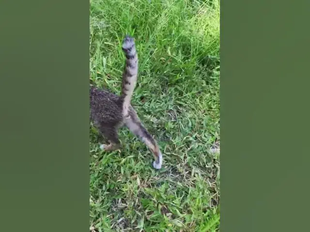 Video thumbnail for All baby cat Play on grass  #cat #shortcat #catchcatch #bitcat  #animals #cute #catlover  #cutecat