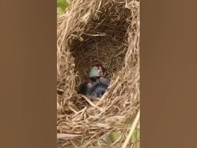 Video thumbnail for Babies Single Bird Nest EP#068 #nestegg #egglaying #satisfying #nestling  #birds #babybird  #nature