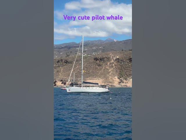 Video thumbnail for Very cute pilot whale 🐳