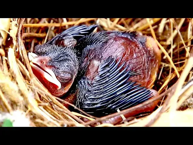 Video thumbnail for Amzazing Babies wild Peacock Crying feed on Nest