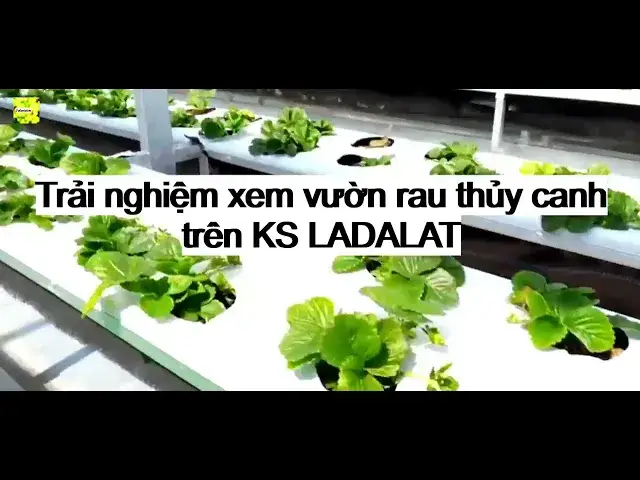 Video thumbnail for Vườn rau thủy canh tại KS LADALAT