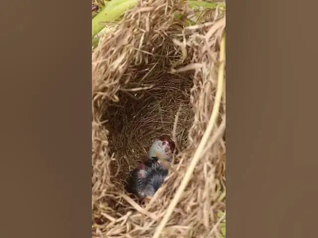 Video thumbnail for Babies Single Bird Nest EP#079 #nestegg #egglaying #satisfying #nestling  #birds #babybird  #nature