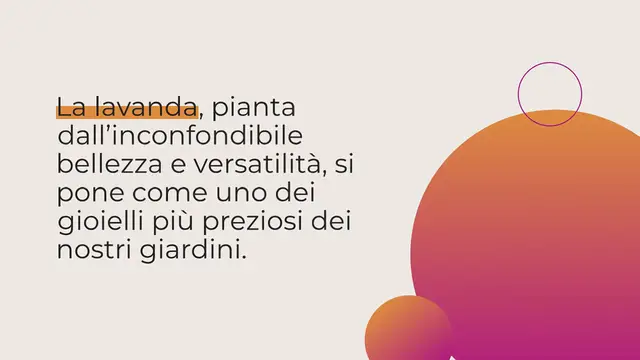 Video thumbnail for Come coltivare la lavanda gigante da semi o talee – Produce splendidi arbusti resistenti al gelo con un assalto di fiori – La guida completa