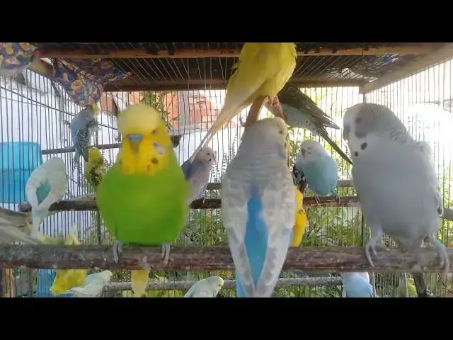 Video thumbnail for 🎶 Deixe Seu Pássaro Alegre Com Esses Sons Relaxantes 🐦✨