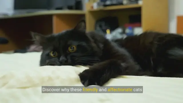 Video thumbnail for Why Maine Coon Cats Are the Perfect Family Pets