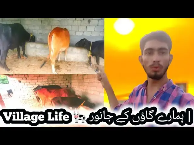 Video thumbnail for punjabi family Vlog “Village Life in Punjab 🐮 | ہمارے گاؤں کے جانور”