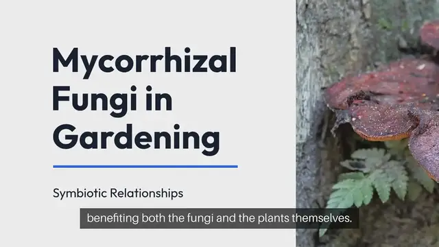 Video thumbnail for All About Mycorrhizal Fungi in Gardening