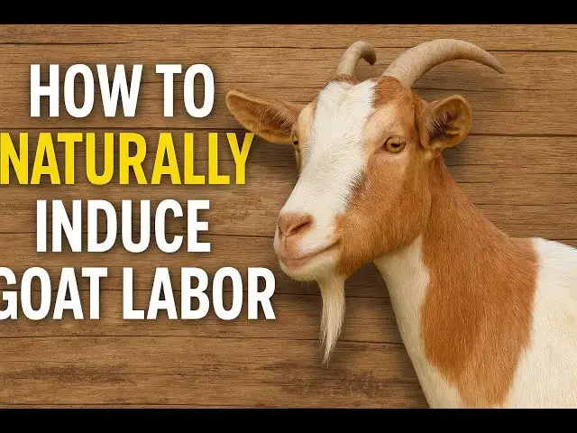 Video thumbnail for How to Naturally Induce Goat Labor | 7 Safe Ways to Help an Overdue Doe