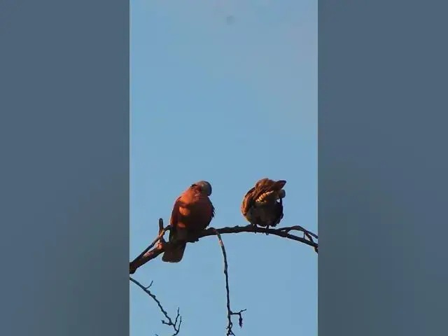 Video thumbnail for Male Wild Dove Bird EP 021  #birdnest #bird #birds #bestbird #birdofwast #birdnest