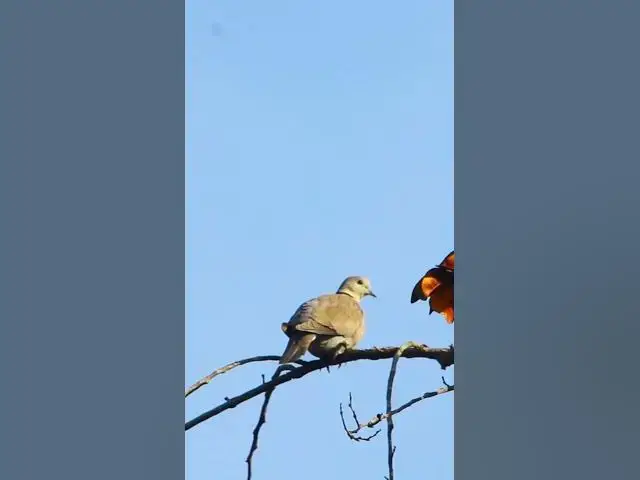 Video thumbnail for Dove Female  #birds #avianaffection #babyanimal #avian #rain #babybird #avianlife