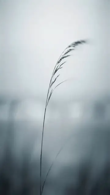 Video thumbnail for 18   Where the Wind Stills