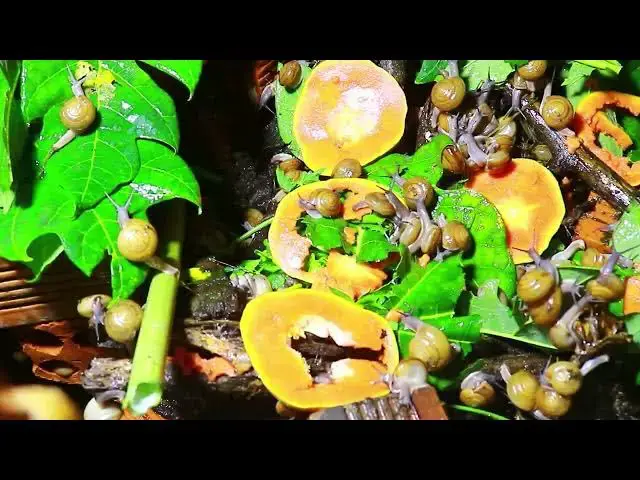Video thumbnail for 🐌 Snails, 🐌 snial alot eating papaya fruits now 🦈 | 𝑴𝒆𝒕𝒉𝒐𝒅𝒔 #𝟗𝟔9053