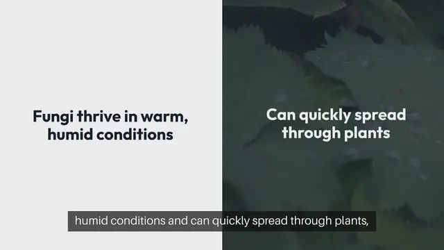 Video thumbnail for Preventing Fungal Infections in Your Garden