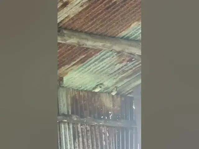 Video thumbnail for Birds Rice Sparrow Underwaater BF#06 #birdslover  #avianlife #babybird #birdsounds #animal #avian