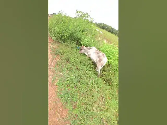 Video thumbnail for All Cows Eating Grass In Field #shorts #shortvideo