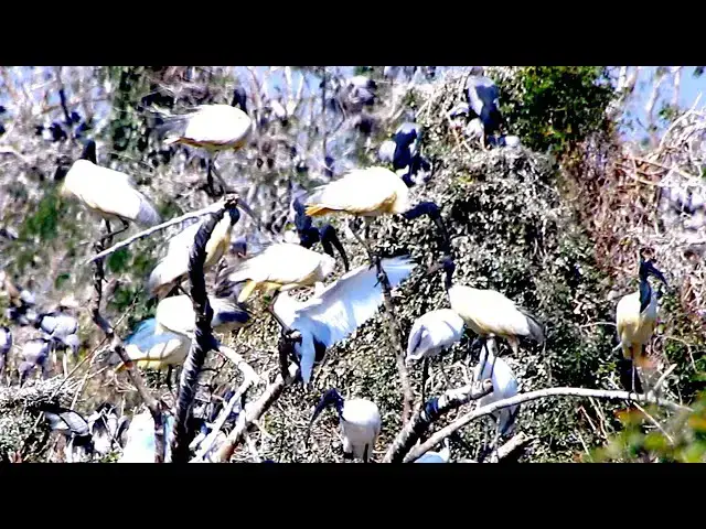 Video thumbnail for Winged Wonders Avean Lake's Diverse Bird Population
