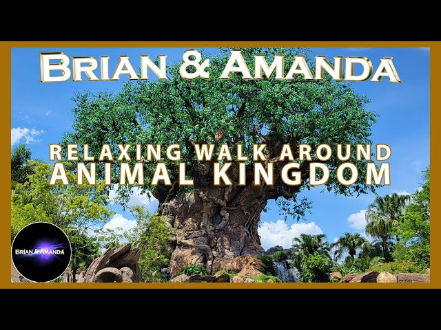 Video thumbnail for Relaxing walk around Animal Kingdom