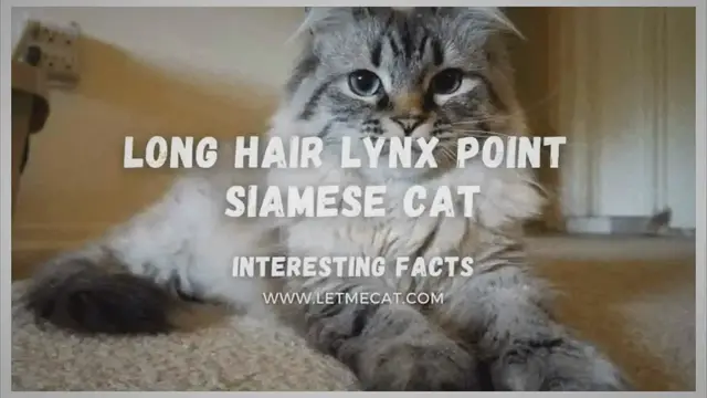 Video thumbnail for Long Hair Lynx Point Siamese Cat [Interesting Facts]