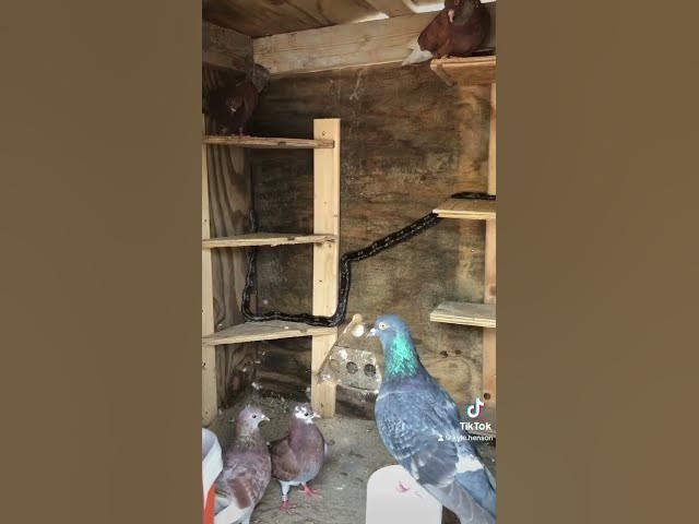 Video thumbnail for I did not kill the snake. Simply snake proofed my new cages with 1/4 meshes